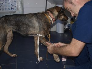 Tierarzt JAVIER mit Hündin SAL bei der Blutentnahme