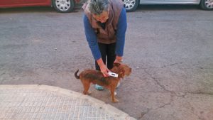 CANDELA vom Partnerverein „La Casita de Lopez“ in Südspanien mit Microchip-Lesegerät und Fund-Hund