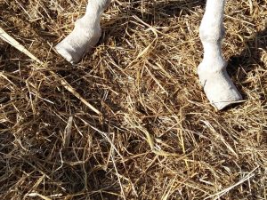 Die verwahrlosten Hufe der Eselstute